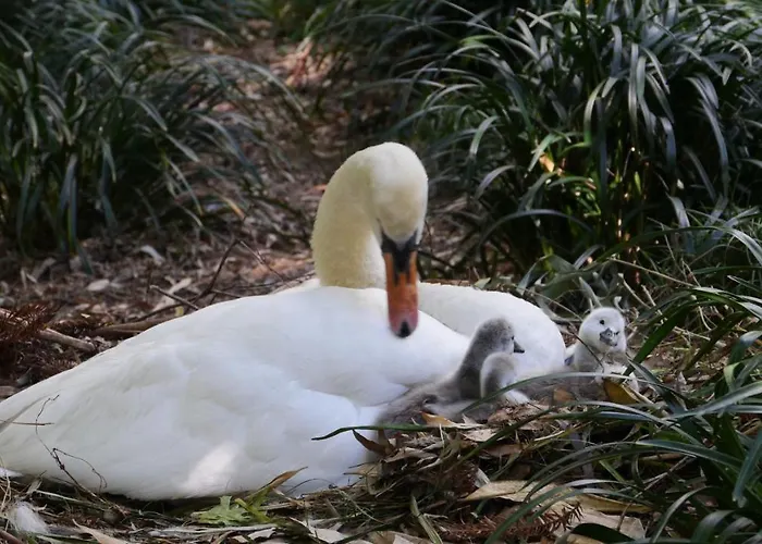 Emden * 브리사고